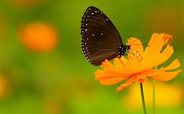 Negro mariposa, flor de naranja Fondos de pantalla, imagen