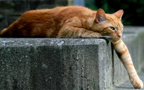 Marrón gato color, de la pata, escalera