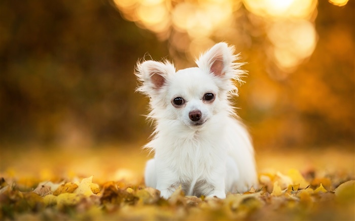 Perro de la chihuahua, perrito blanco, hojas, bokeh Fondos de pantalla, imagen