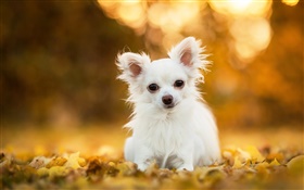 Perro de la chihuahua, perrito blanco, hojas, bokeh HD fondos de pantalla