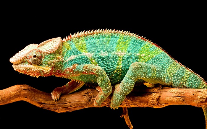 Camaleón colorido, reptil, fondo negro Fondos de pantalla, imagen