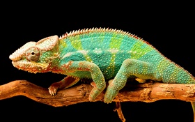 Camaleón colorido, reptil, fondo negro HD fondos de pantalla