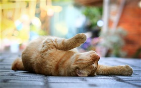 Gato lindo, dormir acostado, piernas, acera, bokeh HD fondos de pantalla