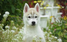Perro lindo, perrito, bokeh HD fondos de pantalla
