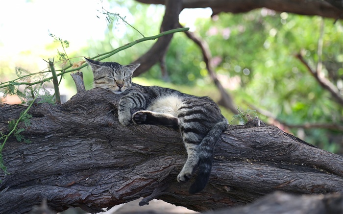 El dormir lindo gatito, resto, árbol Fondos de pantalla, imagen