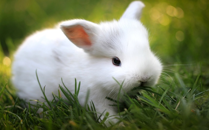 Conejo blanco lindo en la hierba Fondos de pantalla, imagen