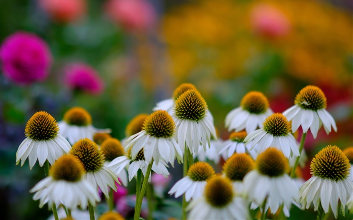 Flores de la margarita, bokeh Fondos de pantalla, imagen