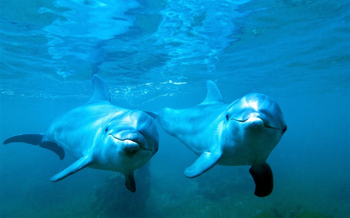 Delfines pareja, mar, subacuático Fondos de pantalla, imagen