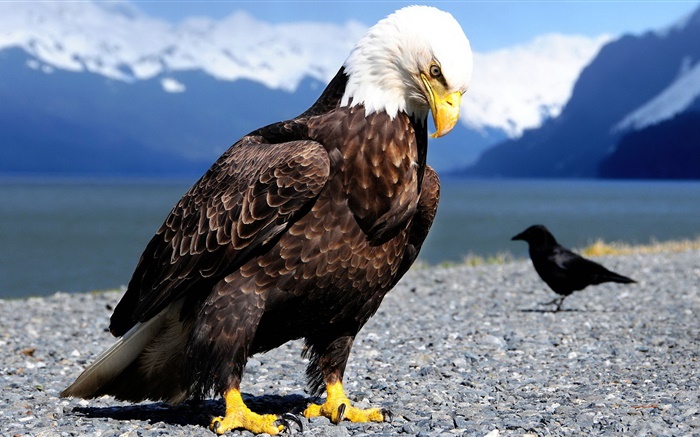 Águila y el cuervo Fondos de pantalla, imagen
