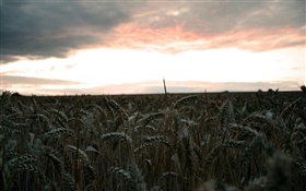 Tarde, campo de trigo, cosecha HD fondos de pantalla