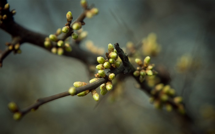 Los botones florales, primavera, ramas, bokeh Fondos de pantalla, imagen