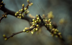 Los botones florales, primavera, ramas, bokeh