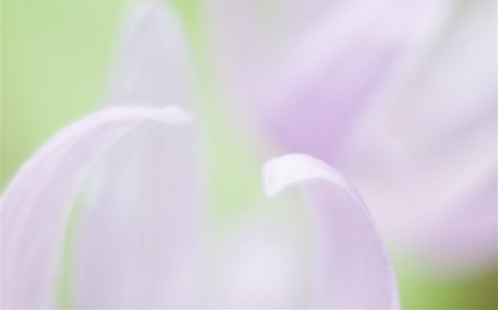 Pétalos de flores de primer plano, fondo borroso Fondos de pantalla, imagen