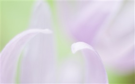 Pétalos de flores de primer plano, fondo borroso HD fondos de pantalla