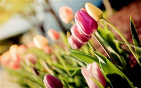 Flores, tulipanes, púrpura, amarillo, bokeh