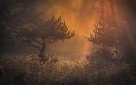 Bosque, mañana, luz, hierba, amanecer HD fondos de pantalla