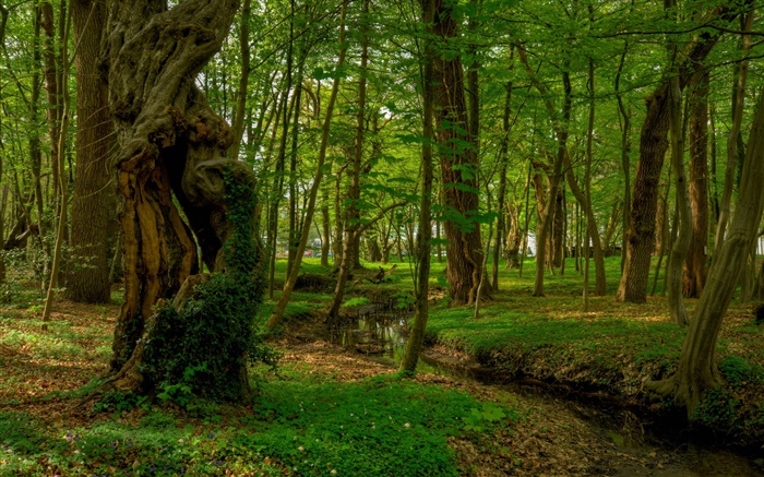 Bosque, árboles, arroyo, parque Fondos de pantalla, imagen