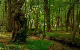 Bosque, árboles, arroyo, parque HD fondos de pantalla