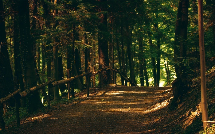 Bosque, árboles, sendero, parque, los rayos del sol Fondos de pantalla, imagen