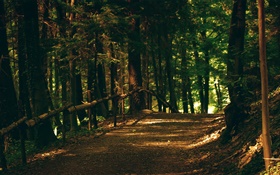 Bosque, árboles, sendero, parque, los rayos del sol