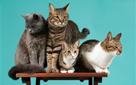 Cuatro gatos, fondo verde HD fondos de pantalla