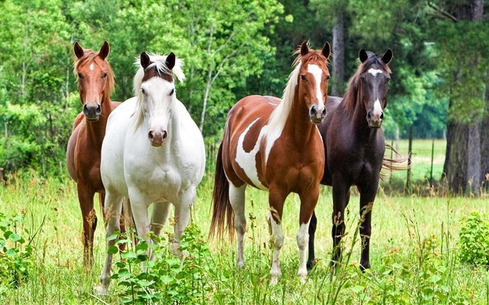 Cuatro caballos, hierba Fondos de pantalla, imagen