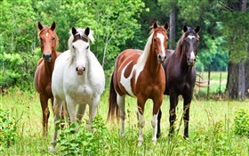 Cuatro caballos, hierba HD fondos de pantalla