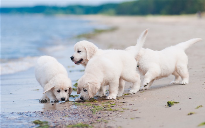 Cuatro perros blancos, juego, playa Fondos de pantalla, imagen