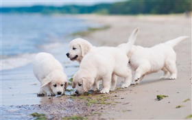 Cuatro perros blancos, juego, playa HD fondos de pantalla