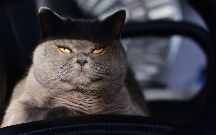 Gato gris, ojos amarillos, luz Fondos de pantalla, imagen
