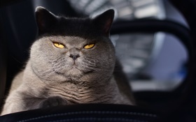 Gato gris, ojos amarillos, luz HD fondos de pantalla