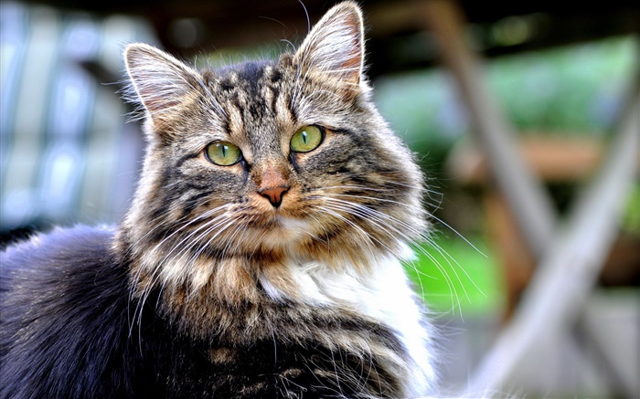 Los ojos verdes de gato, mirar, cara, bokeh Fondos de pantalla, imagen