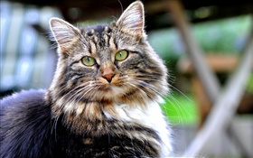 Los ojos verdes de gato, mirar, cara, bokeh HD fondos de pantalla