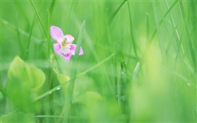 Hierba verde, flor púrpura, rocío HD fondos de pantalla