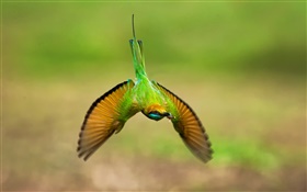 vuelo colibrí, alas