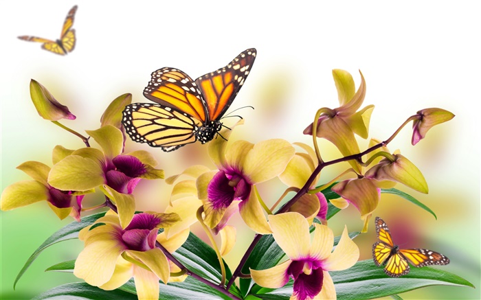 Orquídea, flores, hojas, pétalos, mariposa Fondos de pantalla, imagen