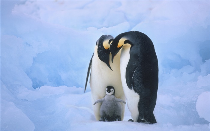 la familia de los pingüinos Fondos de pantalla, imagen