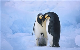 la familia de los pingüinos HD fondos de pantalla