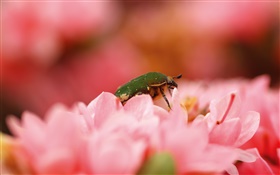 Flores de color rosa, insectos HD fondos de pantalla