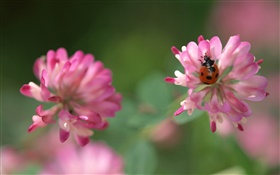 Flores de color rosa, mariquita, bokeh HD fondos de pantalla