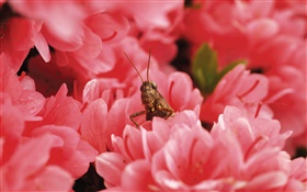Flores de color rosa, langosta HD fondos de pantalla
