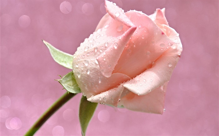 Flor rosa rosa, gotas de agua, rocío Fondos de pantalla, imagen