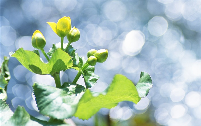Plantas primer plano, amarillo botones de las flores, el deslumbramiento Fondos de pantalla, imagen