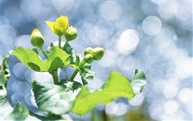 Plantas primer plano, amarillo botones de las flores, el deslumbramiento HD fondos de pantalla