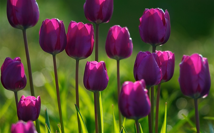 Flores púrpuras, tulipanes, hierba, verano Fondos de pantalla, imagen