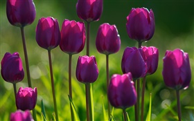 Flores púrpuras, tulipanes, hierba, verano