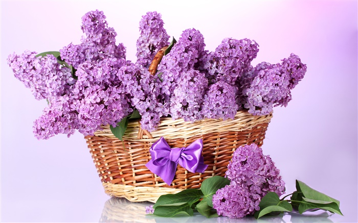 Flores de color lila púrpura, cesta Fondos de pantalla, imagen