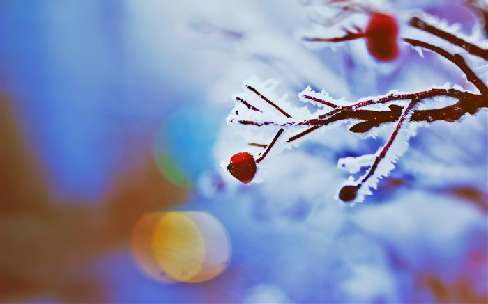 Bayas rojas, ramitas, invierno, bokeh Fondos de pantalla, imagen