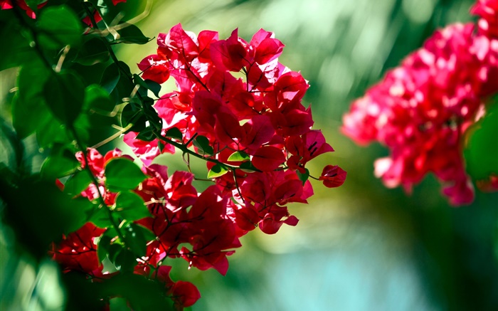 Flores de buganvilla roja Fondos de pantalla, imagen