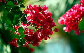 Flores de buganvilla roja